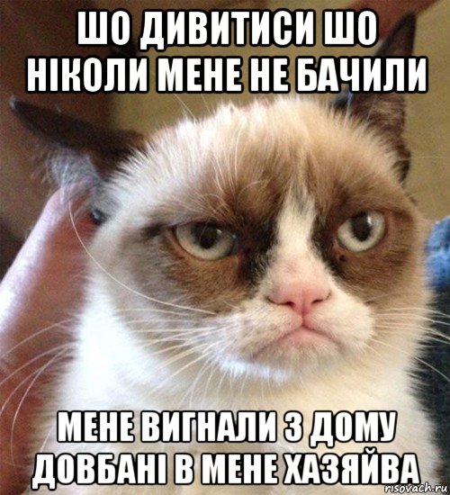 шо дивитиси шо ніколи мене не бачили мене вигнали з дому довбані в мене хазяйва, Мем Грустный (сварливый) кот