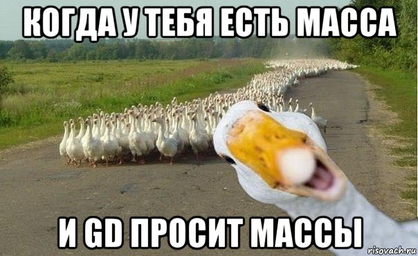 когда у тебя есть масса и gd просит массы, Мем гуси