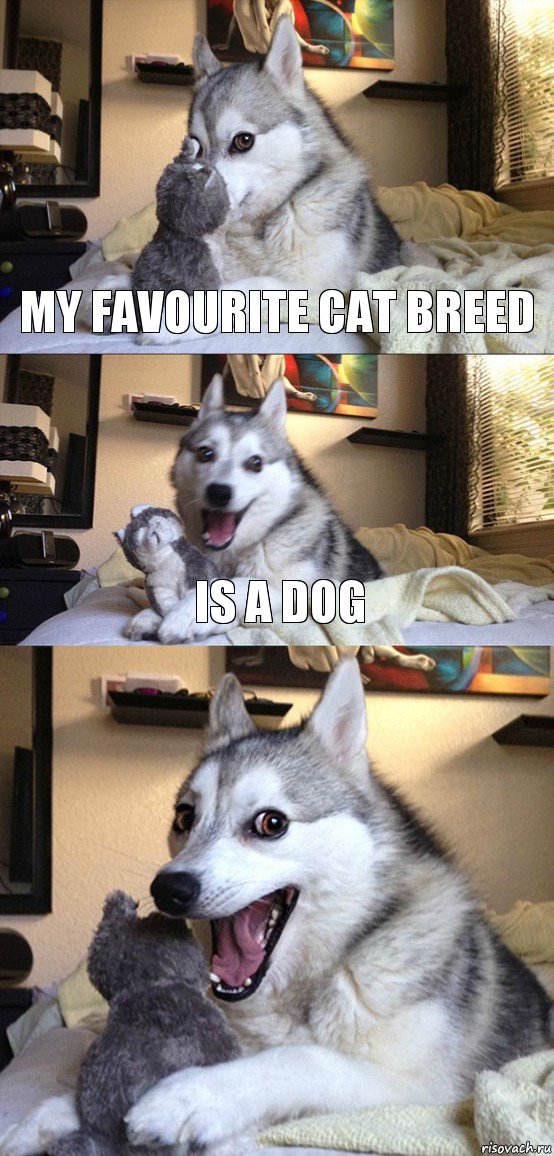 My favourite cat breed Is a dog