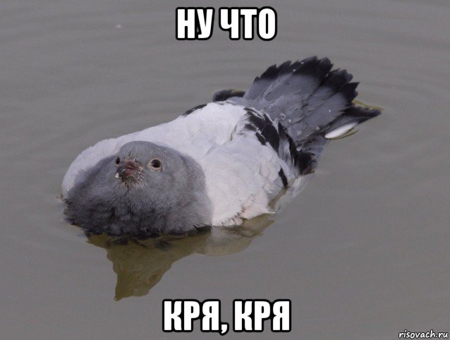 ну что кря, кря