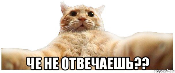  че не отвечаешь??, Мем   Кэтсвилл