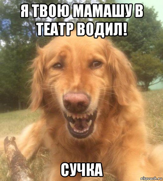 я твою мамашу в театр водил! сучка