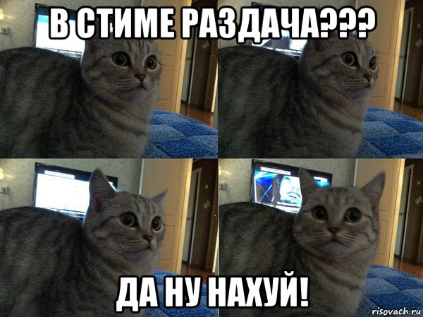 в стиме раздача??? да ну нахуй!, Мем  Кот в шоке