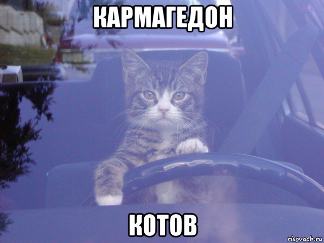 кармагедон котов