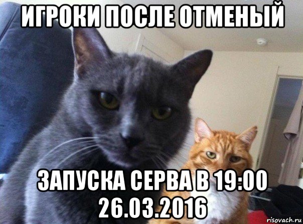 игроки после отменый запуска серва в 19:00 26.03.2016, Мем  Два котэ