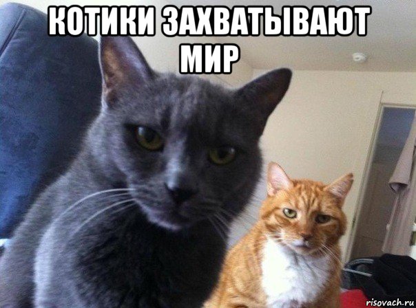 котики захватывают мир , Мем  Два котэ