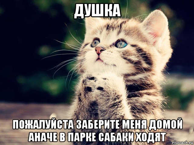 душка пожалуйста заберите меня домой аначе в парке сабаки ходят