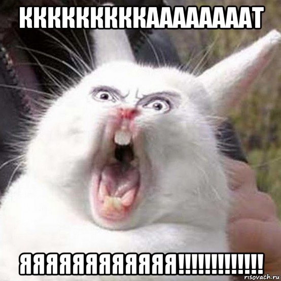 кккккккккаааааааат яяяяяяяяяяяя!!!!!!!!!!!!!