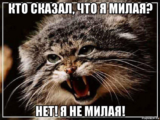 кто сказал, что я милая? нет! я не милая!, Мем манул