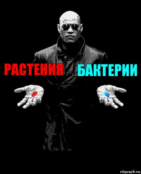 Растения Бактерии 