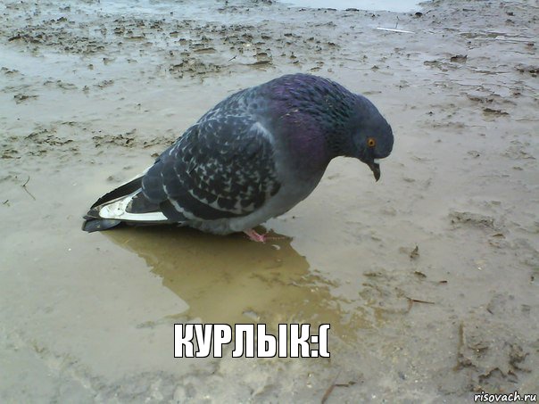 Курлык:(, Комикс очень грустный голубь