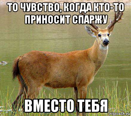 то чувство, когда кто-то приносит спаржу вместо тебя, Мем олень года