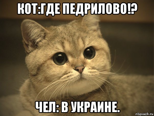 кот:где педрилово!? чел: в украине., Мем Пидрила ебаная котик
