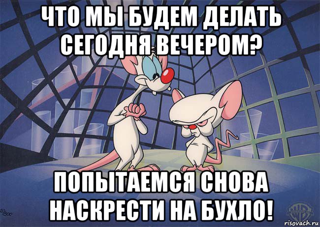 что мы будем делать сегодня вечером? попытаемся снова наскрести на бухло!, Мем ПИНКИ И БРЕЙН