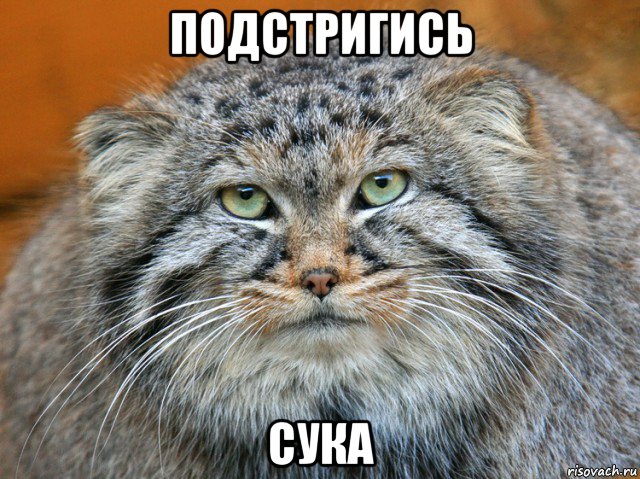 подстригись сука