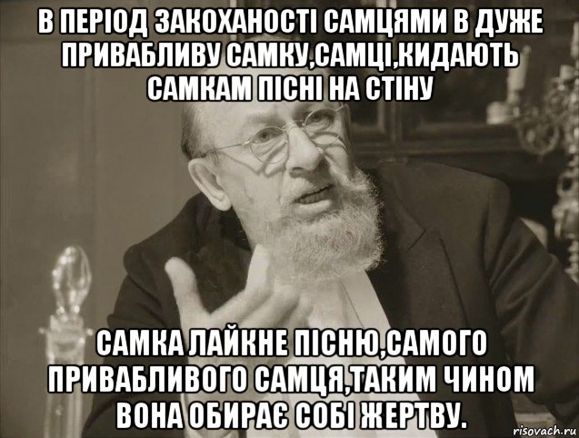 в період закоханості самцями в дуже привабливу самку,самці,кидають самкам пісні на стіну самка лайкне пісню,самого привабливого самця,таким чином вона обирає собі жертву.
