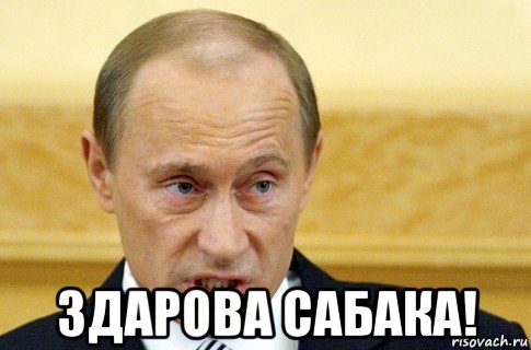  здарова сабака!, Мем путин