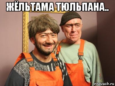 жёльтама тюльпана.. 