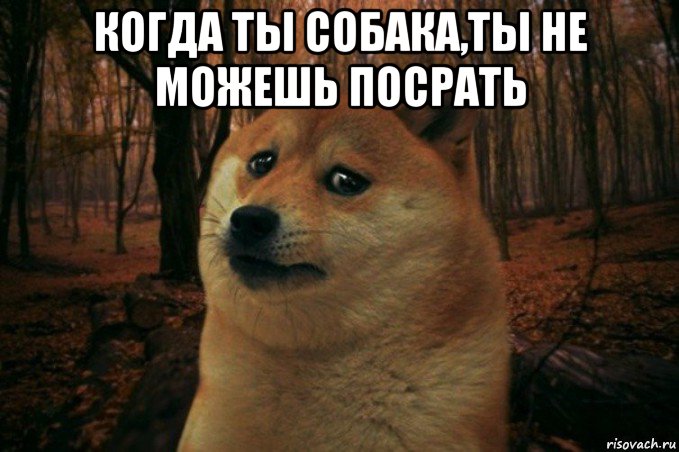 когда ты собака,ты не можешь посрать , Мем SAD DOGE