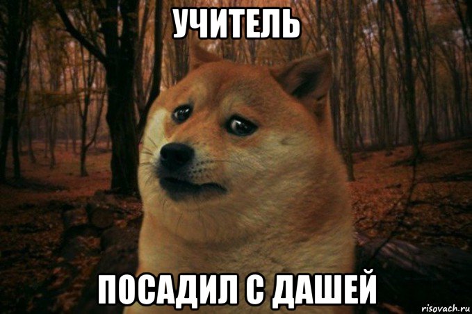 учитель посадил с дашей, Мем SAD DOGE