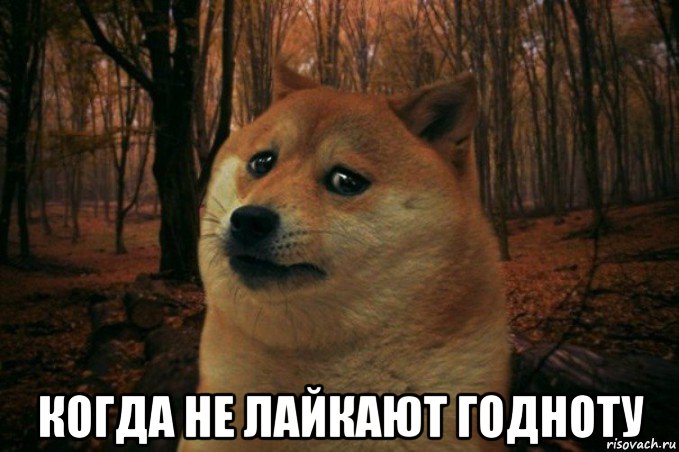  когда не лайкают годноту, Мем SAD DOGE