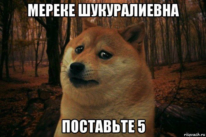 мереке шукуралиевна поставьте 5, Мем SAD DOGE