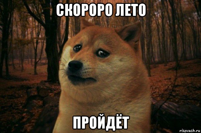 скороро лето пройдёт, Мем SAD DOGE