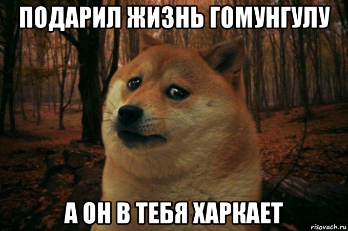 подарил жизнь гомунгулу а он в тебя харкает, Мем SAD DOGE