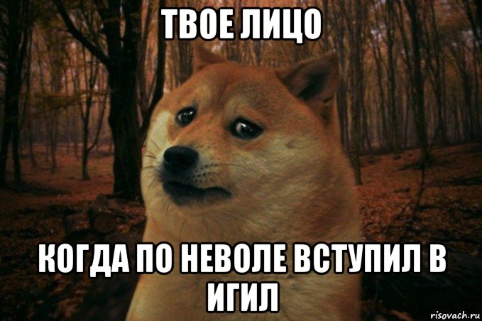 твое лицо когда по неволе вступил в игил, Мем SAD DOGE