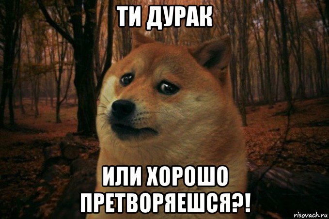 ти дурак или хорошо претворяешся?!, Мем SAD DOGE