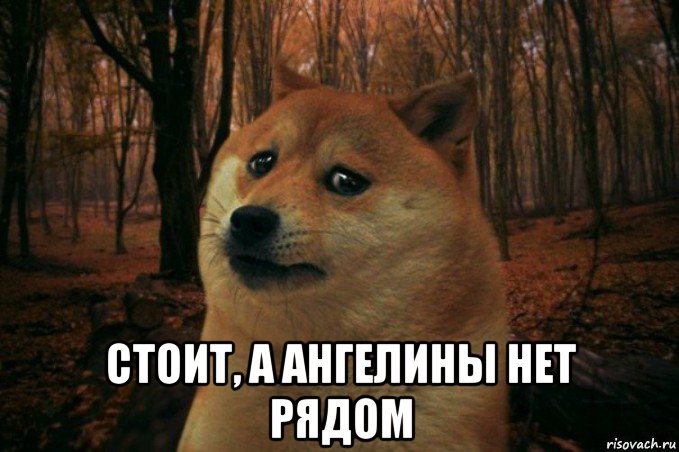  стоит, а ангелины нет рядом, Мем SAD DOGE