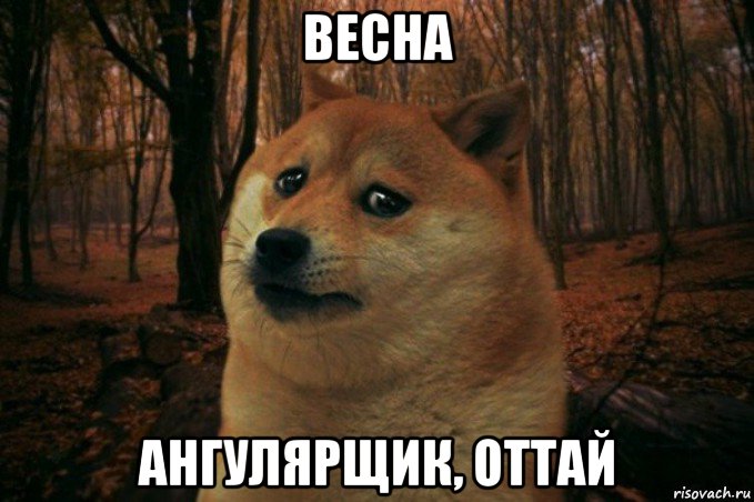 весна ангулярщик, оттай, Мем SAD DOGE