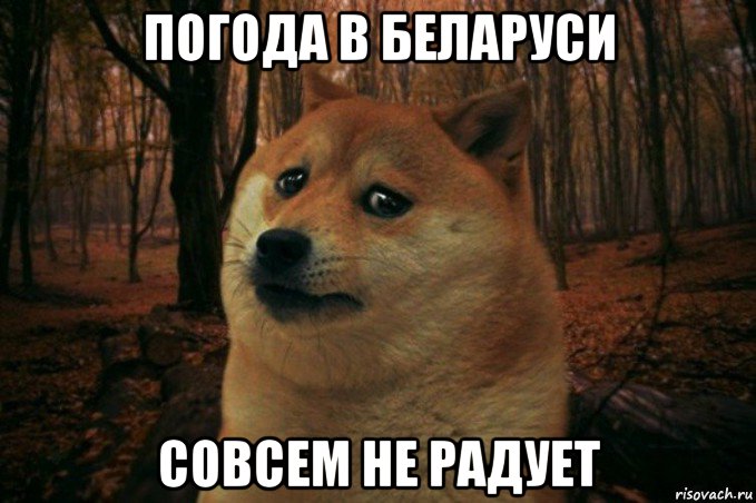 погода в беларуси совсем не радует, Мем SAD DOGE