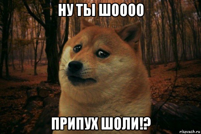 ну ты шоооо припух шоли!?, Мем SAD DOGE