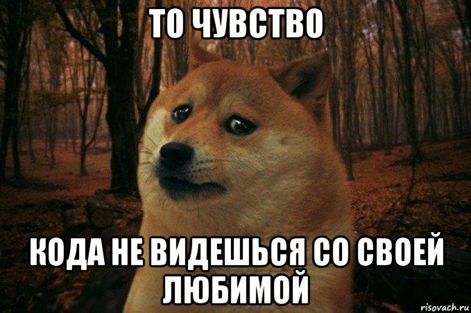 то чувство кода не видешься со своей любимой, Мем SAD DOGE