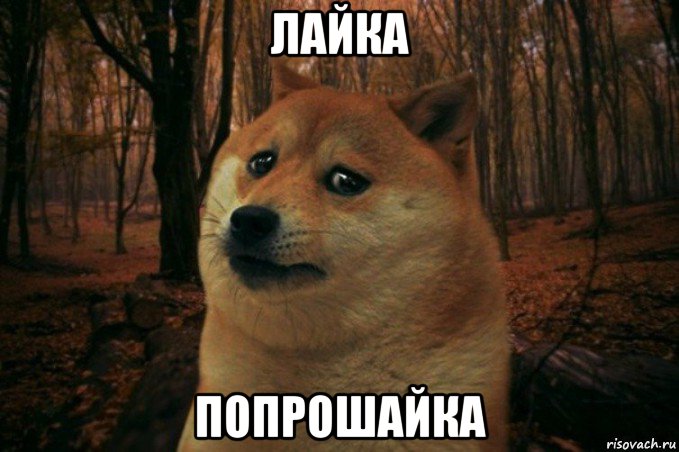 лайка попрошайка, Мем SAD DOGE