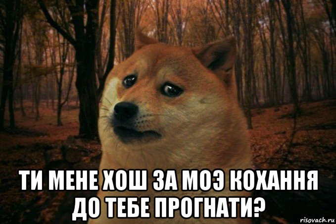  ти мене хош за моэ кохання до тебе прогнати?, Мем SAD DOGE