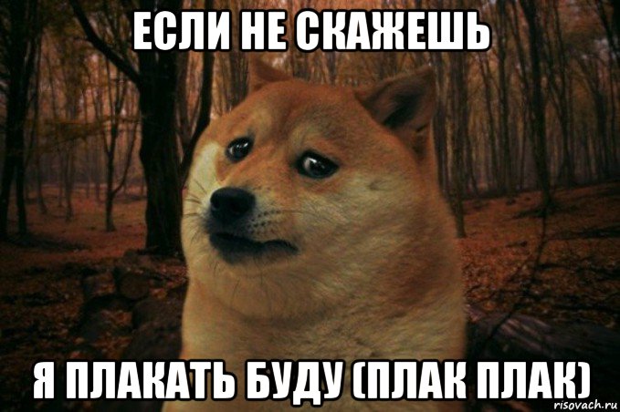 если не скажешь я плакать буду (плак плак), Мем SAD DOGE