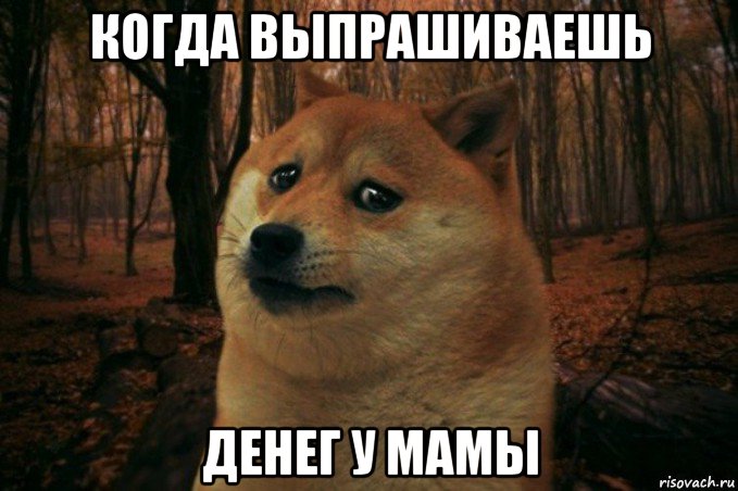 когда выпрашиваешь денег у мамы, Мем SAD DOGE