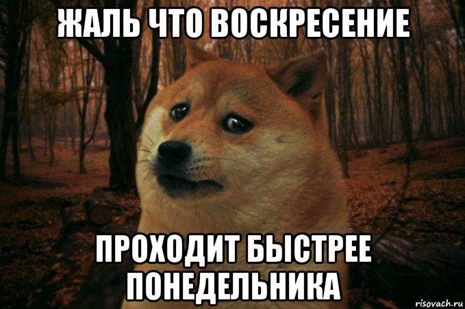 жаль что воскресение проходит быстрее понедельника, Мем SAD DOGE