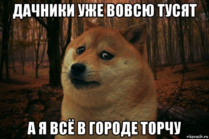 дачники уже вовсю тусят а я всё в городе торчу, Мем SAD DOGE