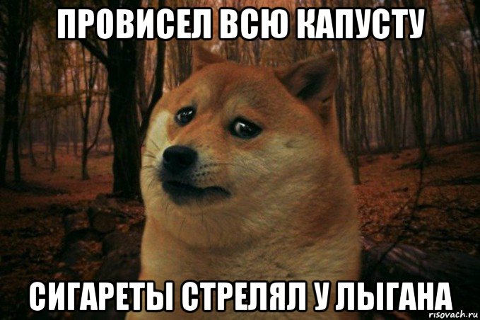 провисел всю капусту сигареты стрелял у лыгана, Мем SAD DOGE