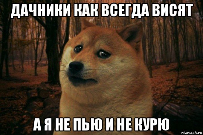 дачники как всегда висят а я не пью и не курю, Мем SAD DOGE