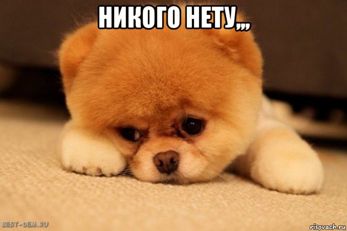 никого нету,,, , Мем собачка