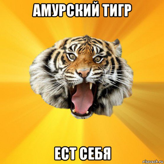 амурский тигр ест себя