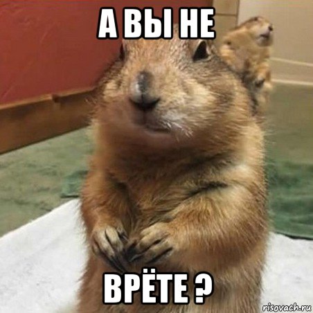 а вы не врёте ?, Мем Суслик спрашивает