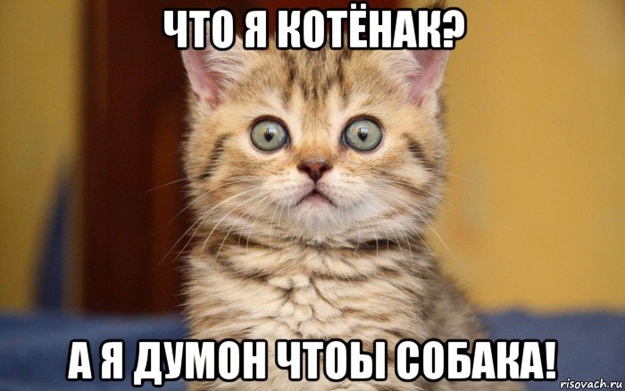 что я котёнак? а я думон чтоы собака!, Мем  удивление