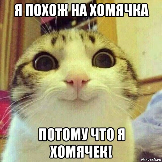 я похож на хомячка потому что я хомячек!