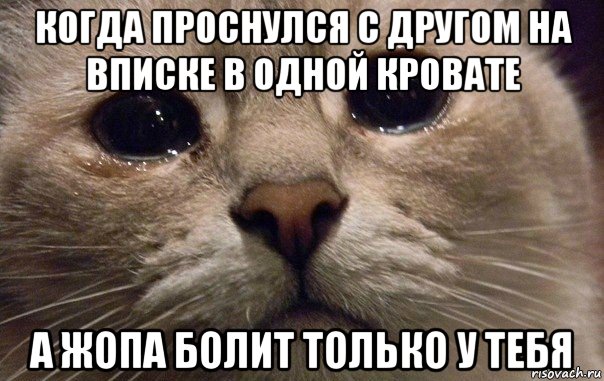 когда проснулся с другом на вписке в одной кровате а жопа болит только у тебя, Мем   В мире грустит один котик