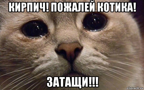 кирпич! пожалей котика! затащи!!!, Мем   В мире грустит один котик